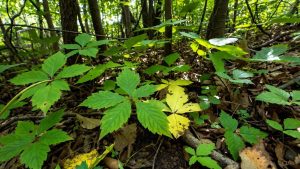 اسید هیومیک مقاومت گیاهان در برابر تنشهای محیطی افزایش میدهد