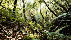 اسید هیومیک رشد ریشه تقویت و عملکرد محصول افزایش میدهد